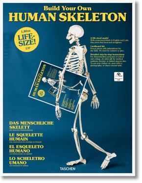 Build Your Own Human Skeleton – Life Size!